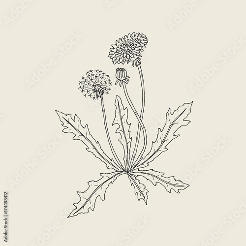 Elegant outline drawing of dandelion plant with flower, seed head and bud gro...