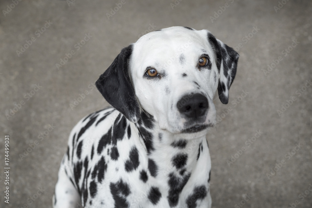 Portrait of a Dalmatian dog
