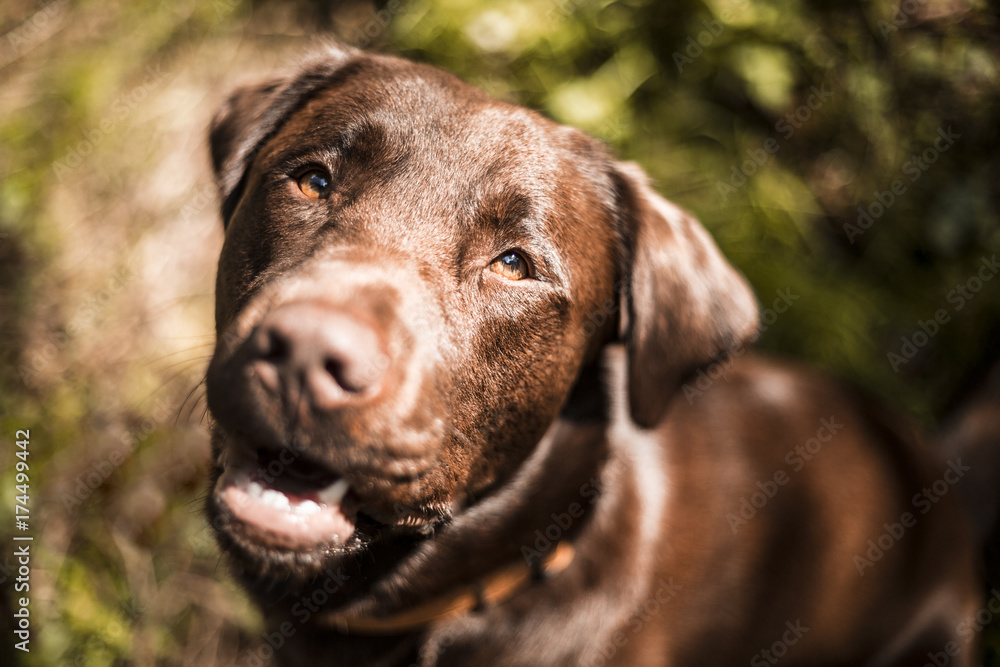 Portrait of a brown Labrador dog outside Portrait of a brown Labrador dog outside