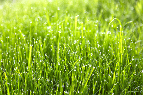 closeup fresh green grass with morning dew. natural summer or spring background