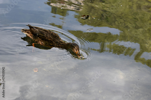 Little duck swimming in the river