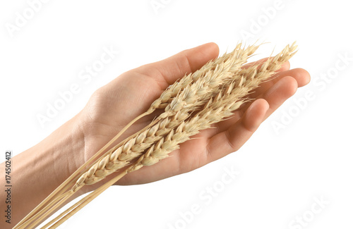Woman's hand touching wheat on white background