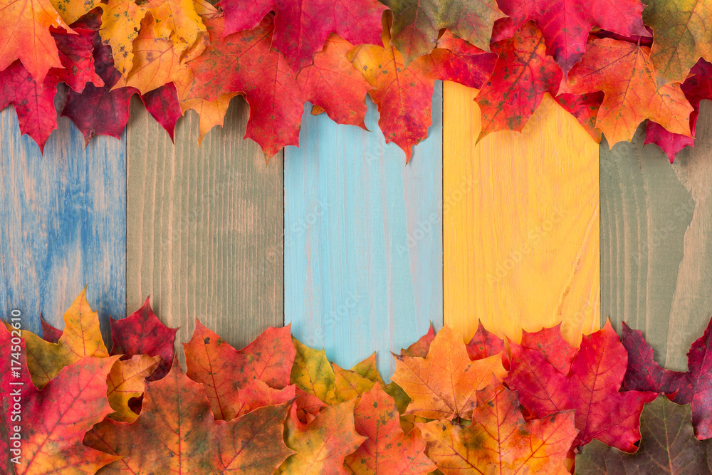 Obraz premium Dried colorful maple leaves border