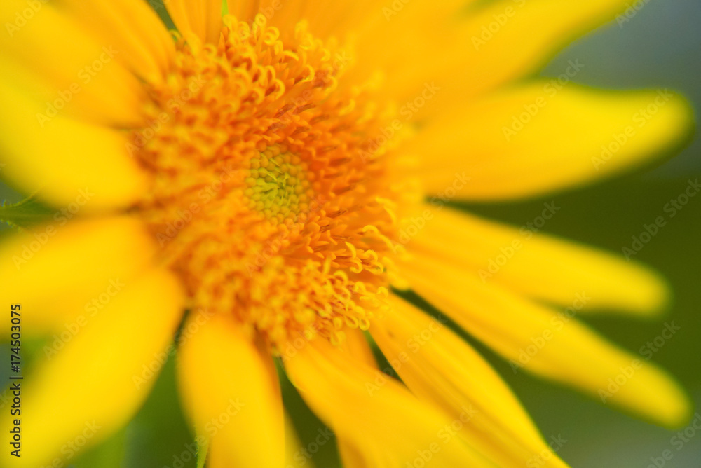 Sunflower Close Up , Selective Focus Sunflower Close Up , Selective Focus
