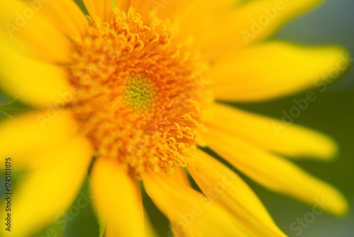 Sunflower Close Up   Selective Focus