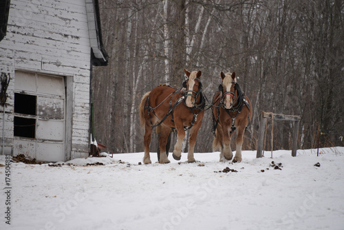 Horses on winter farm  © Tammi Mild