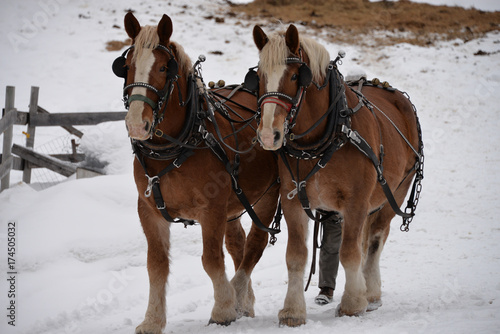 Photography Winter  Clydesdale Horses
