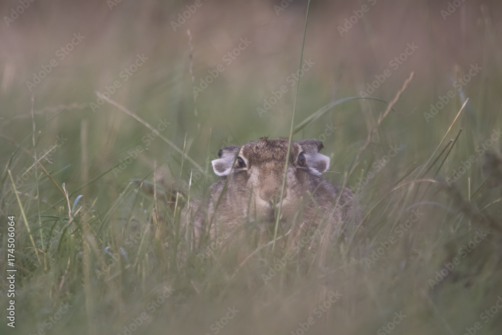 Fototapeta premium European brown hare portrait while eating and cleaning