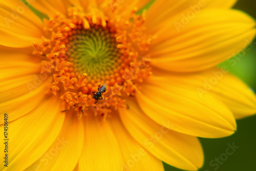 Sunflower Close Up   Selective Focus