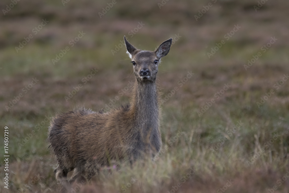 red deer hind portrait during rutting season