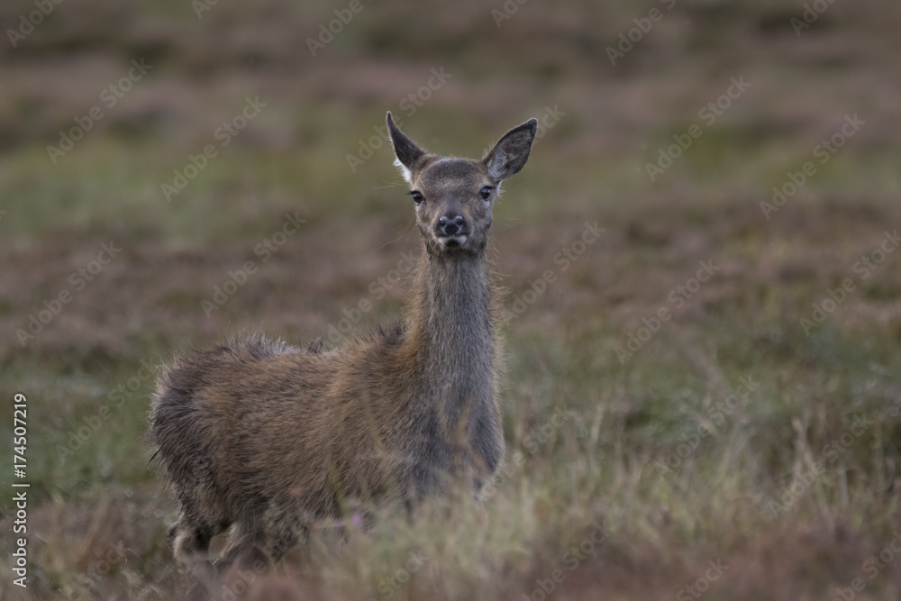 red deer hind portrait during rutting season red deer hind portrait during rutting season