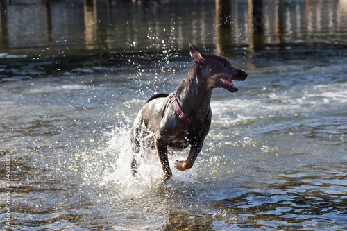 Playful dog is running in the water during a vibrant sunny summer day. Taken in Horseshoe Bay, West Vancouver, British Columbia, Canada. 