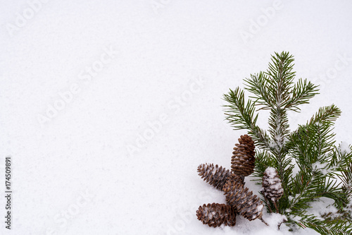 Green spruce branches and cones  located in bottom right of  pure white snow  background.