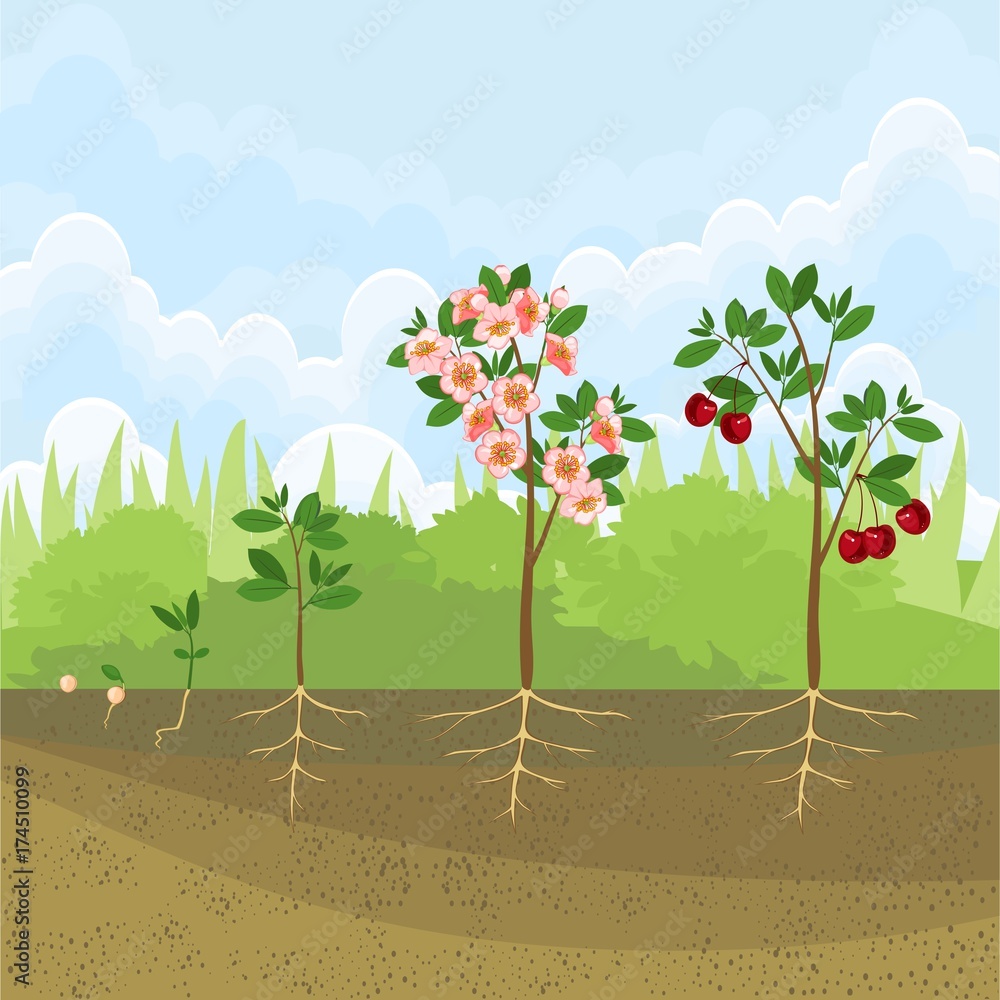 Stages of growth of tree from seed. Life cycle of cherry tree. Tree ...