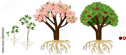 Stages of growth of tree from seed. Life cycle of cherry tree. Tree with root system