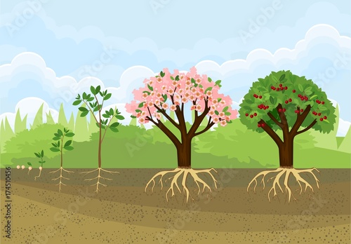 Plant growing from seed to cherry tree. Plant growth stage. Tree with root system