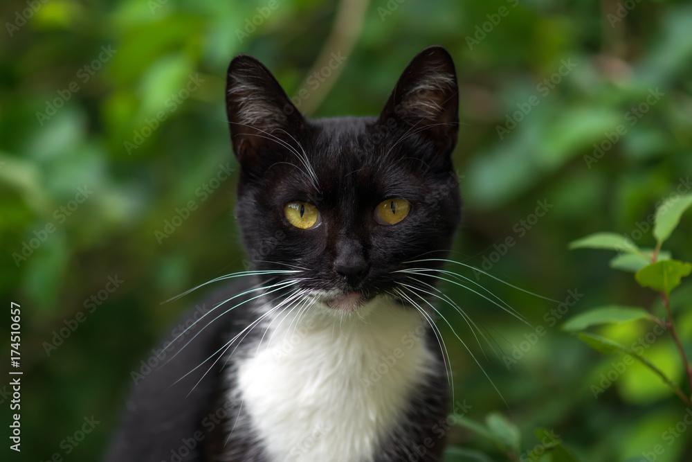 Portrait of a domestic cat