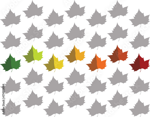 Platan leaves color cycle in a fall texture
