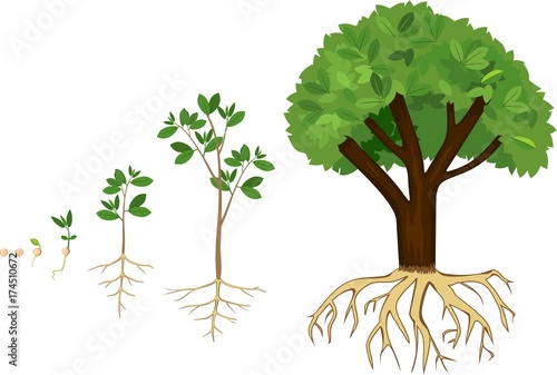 Life cycle of tree. Plant growing from seed to tree. Tree with root system