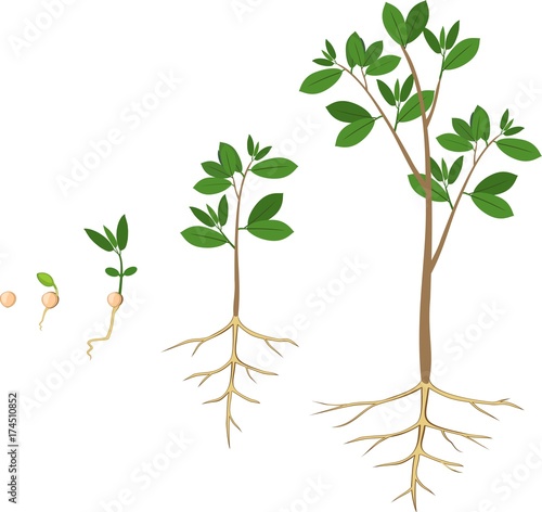 Sequential stages of growth of plant from seed to tree