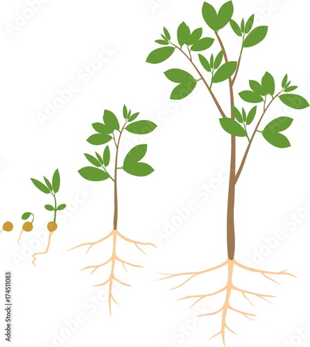 Sequential stages of growth of plant from seed to tree
