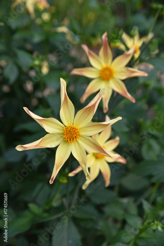 Fototapeta Naklejka Na Ścianę i Meble -  Dahlia étoilé jaune en été au jardin