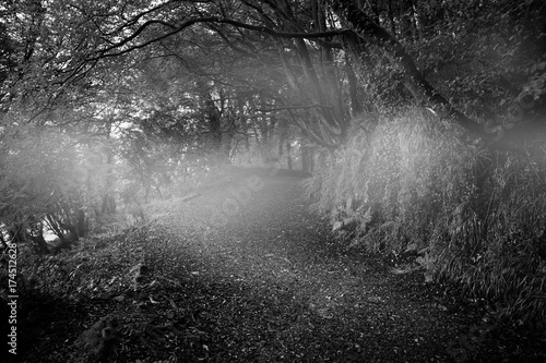 Dark way in the woods