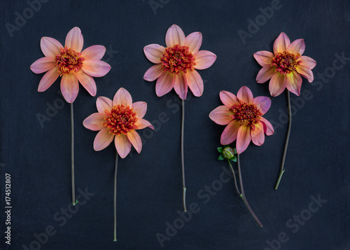 Fototapeta Naklejka Na Ścianę i Meble -  Five single flowering dahlias arranged on a dark rustic background.