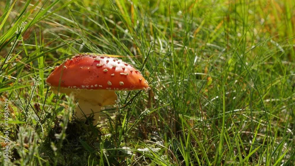 Amanita poisonous red mushroom in the grass, close up. Amanita poisonous red mushroom in the grass, close up.