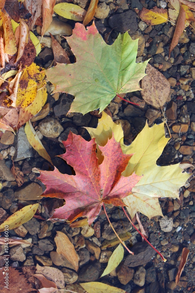  autumn leaves on the water