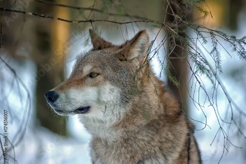 wolf in the snow photo