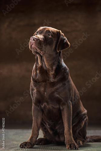 The portrait of a black Labrador dog taken against a dark backdrop. © master1305