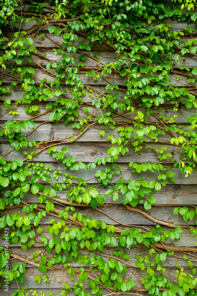 Green creeper on wooden wall for background - obrazy, fototapety, plakaty 