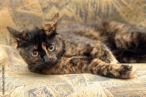 Fotografie cat tortoiseshell
