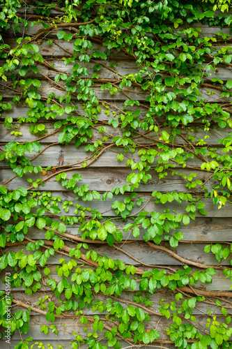 Green creeper on wooden wall for background