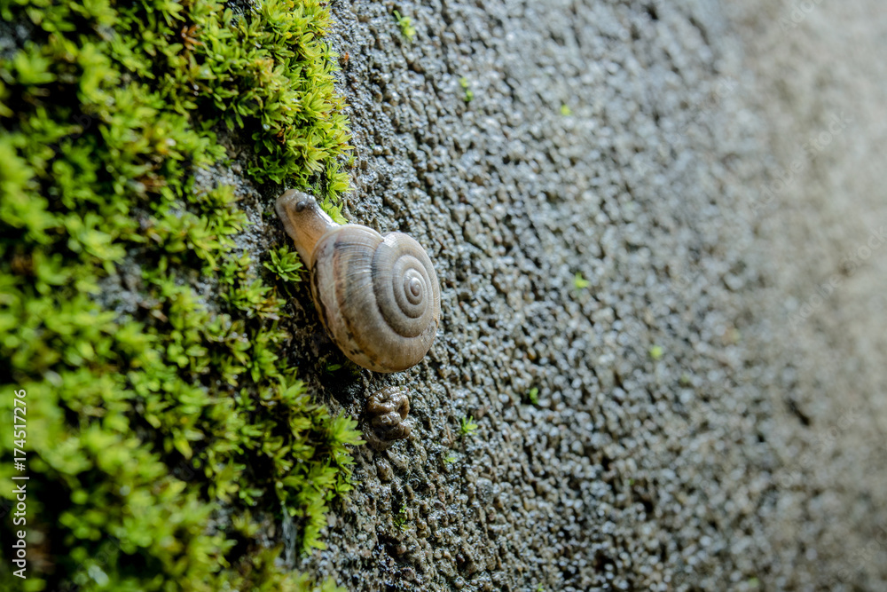 Snail on the ground on the wrong wall with green moss. Snail on the ground on the wrong wall with green moss.