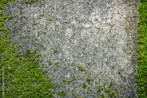 Moss on the ground on the wrong wall. For text input
