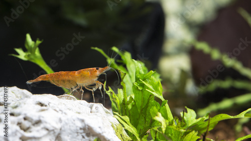 Shrimp in the aquarium © Mats