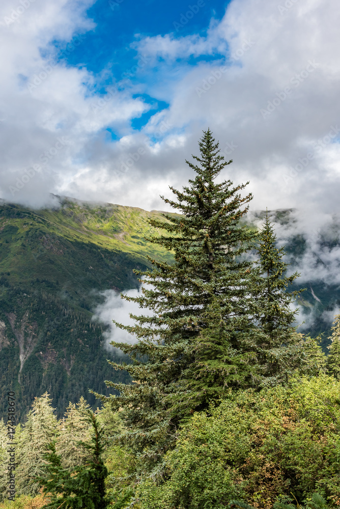 Tall evergreen and forest with mountain in the background Tall evergreen and forest with mountain in the background