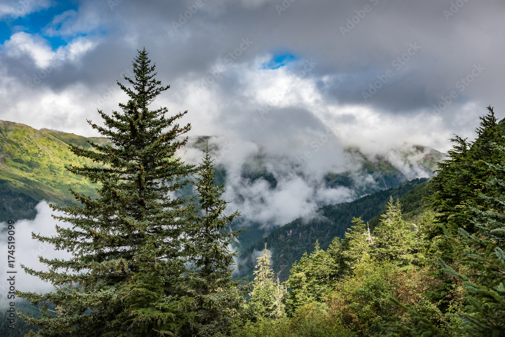 Evergreen trees with cloud covered hills