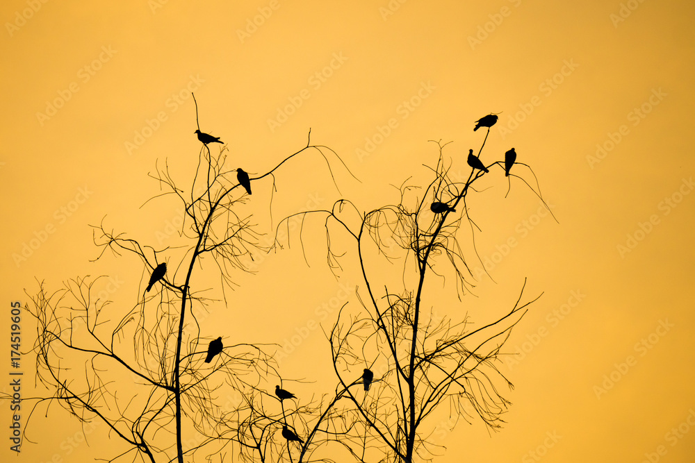 Silhouette tree branches and birds with orange,sunset sky Silhouette tree branches and birds with orange,sunset sky