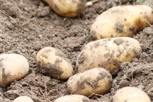 Kartoffelernte im Biogarten