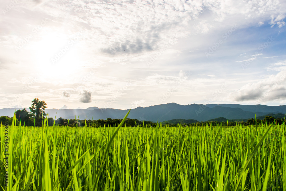 Obraz premium Beautiful rice fields over the mountain range.Rice field green grass blue sky cloud cloudy landscape background at sunset,Green rice field at sunrise.