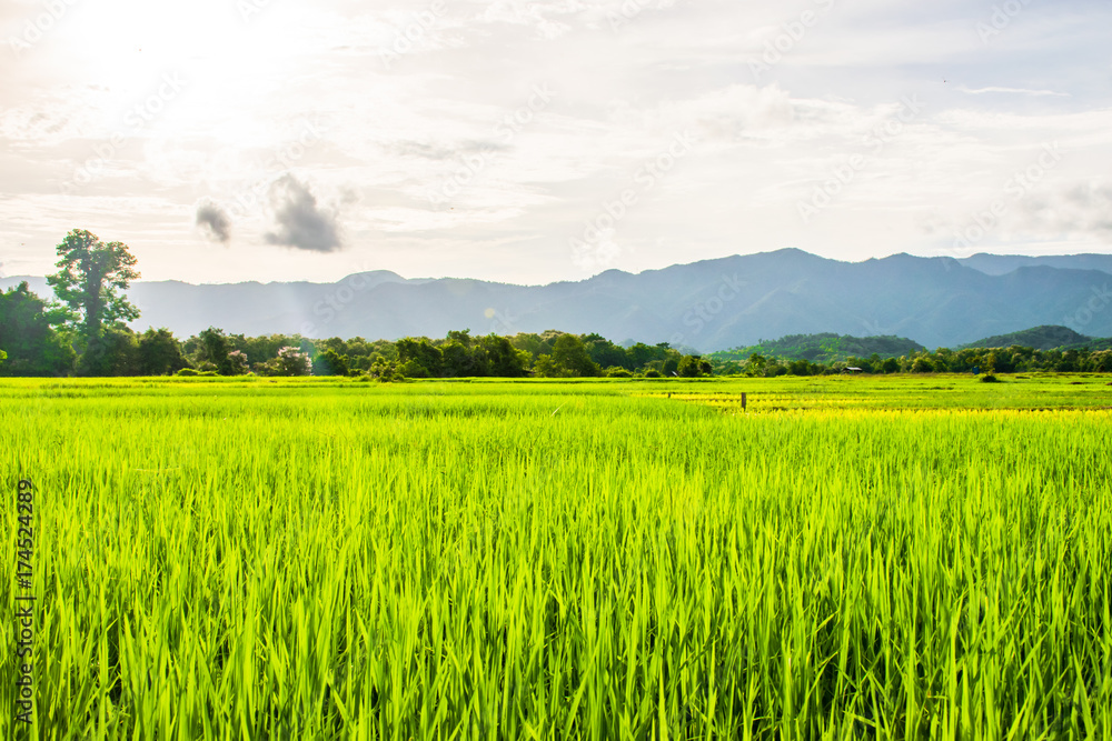 Beautiful rice fields over the mountain range.Rice field green grass blue sky cloud cloudy landscape background  at sunset,Green rice field at sunrise.