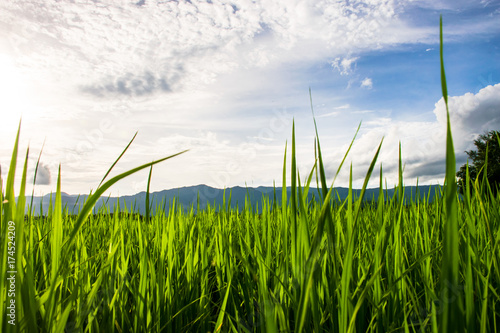 Beautiful rice fields over the mountain range.Rice field green grass blue sky cloud cloudy landscape background at sunset,Green rice field at sunrise.