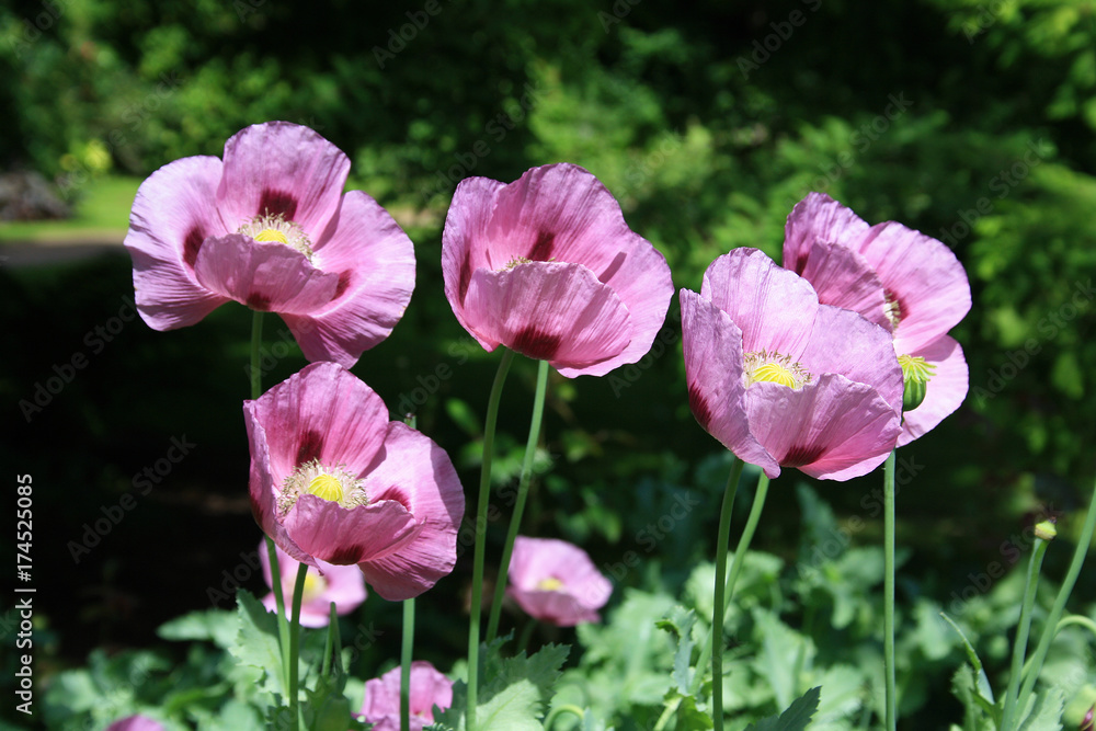 rosa Mohn, fliederfarbene Blüten im Garten rosa Mohn, fliederfarbene Blüten im Garten