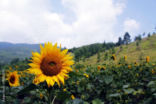 Sunflowers on the mountain