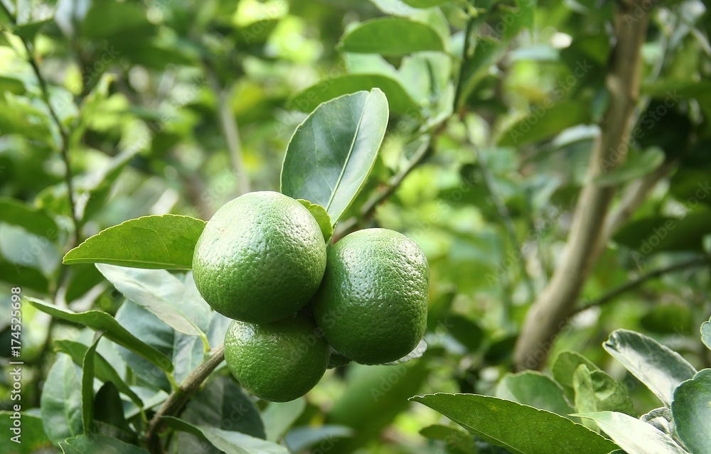 Green limes hanging on a tree in the garden. Lemon fruit with vitamin C high, the lemon juice is a popular water lime for drinking. Green limes hanging on a tree in the garden. Lemon fruit with vitamin C high, the lemon juice is a popular water lime for drinking.