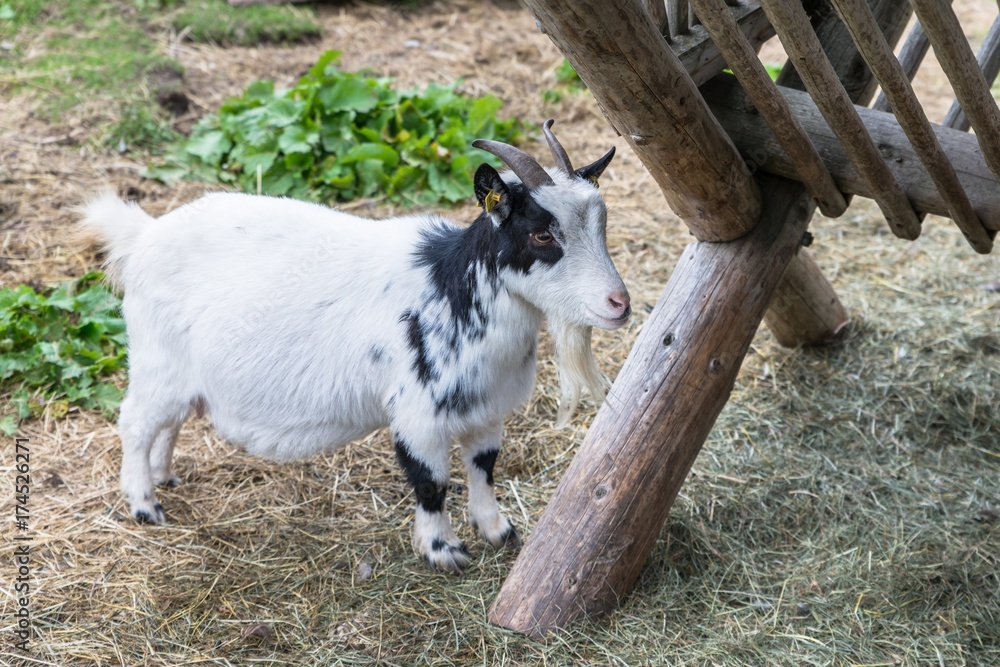 Kleine Ziege vor einer Futterkrippe Kleine Ziege vor einer Futterkrippe