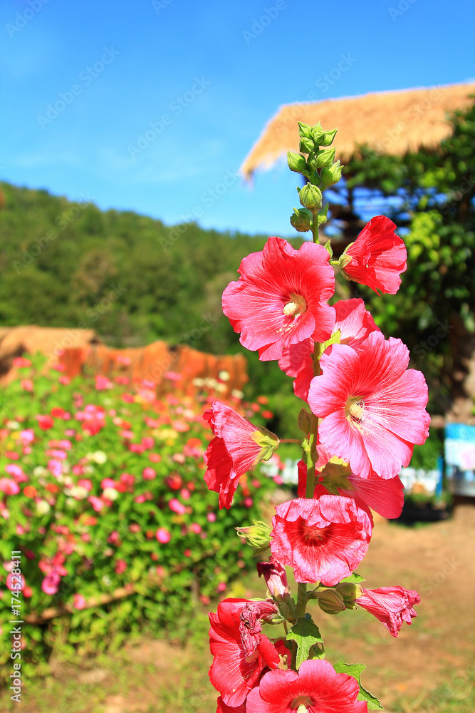 morning holiday with blue clear sky and pink flower bloom in garden